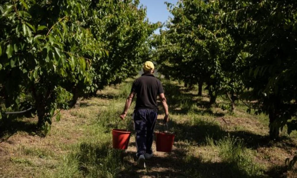 Επισιτιστική κρίση: Δεν θα υπάρξει στην Ελλάδα ούτε τώρα ούτε στο μέλλον λέει ο Γεωργαντάς